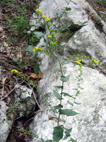 Solidago auriculata